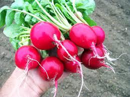 radish
