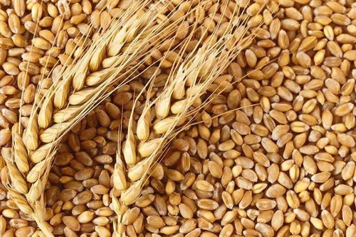 Wheat